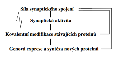 o při reperfuzi nastávaní v myokardu podmínky pro MPT kombinací faktorů: nadprodukce oxidantů, deplece adeninových nukleotidů, vysoká koncentrace P i, vysoká koncentrace Ca 2+, normalizace ph