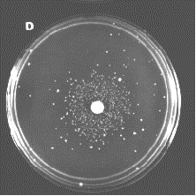 A/ Test na genovou mutaci u bakterií, reverzní mutace IN VITRO Salmonella typhimurium (OECD 471) Amesův
