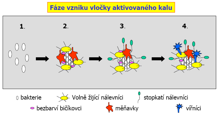 Aktivovaný kal Aktivovaný kal je směs vloček obalených a prostoupených mikroorganizmy v odpadní vodě při procesu čištění odpadních vod.