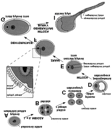 nestejné buňky, přitom menší buňka generativní se nachází uvnitř cytoplazmy větší buňky vegetativní. Tento útvar je dvojbuněčný samčí gametofyt.