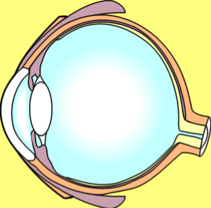 Řekni, jaká čočka se nachází v oku a urči další části oka.