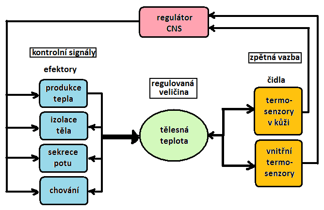 kontinuální ztráta 1200 kj/den, toto odpařování ne za účelem termoregulace, souvisí s difusí vody přes kůži a povrch dých.