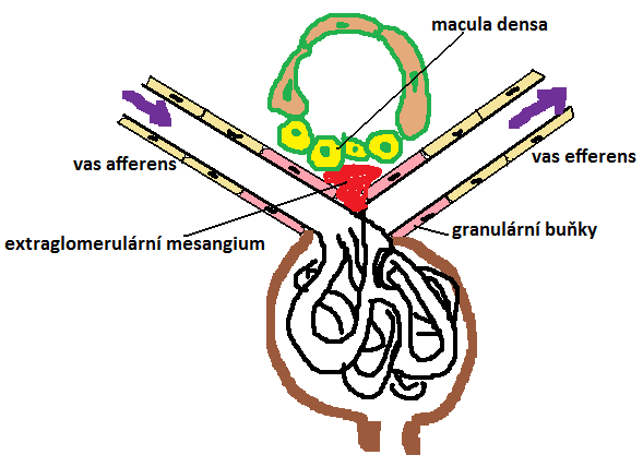 11 o endotel glomerulárních kapilár (fenestrovaný, 1 volně propustný pro vodu, malé soluty ionty, glukosa, amk., močovina, albuminy), basál. mem. (posiluje bariéru pro plasm.