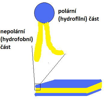 BUŇKA 12 1. BUŇKA (buněčná membrána, jádro, organely, činnost) = nejmenší jednotkou živého organismu, schopnost nezávislé existence BUNĚČNÉ JÁDRO - regulace diferenciace, maturace a funkce b.