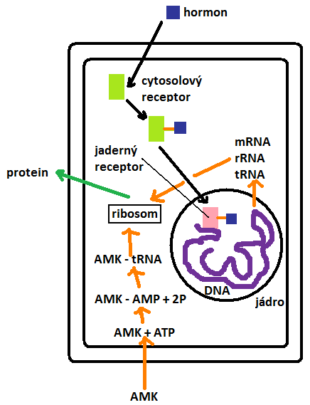 ENDOKRINOLOGIE 12 3 147.