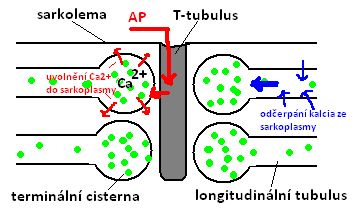 14 tropomyosinu, k nim se váží molekuly troponinu se třemi podjednotkami (TnC váže Ca2+, TnT spojuje 3 s tropomyosinem, TnI brání interakci mezi myosinem a aktinem); blokující účinek TnI odstraňuje