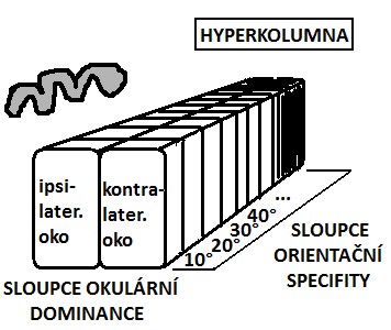 17 - detailní strukturální a barevná analýza funkcí X neuronů X cestou; lokalizace a pohyb objektu v prostoru 2 funkcí Y neuronů Y cesta - corpus geniculatum lat.