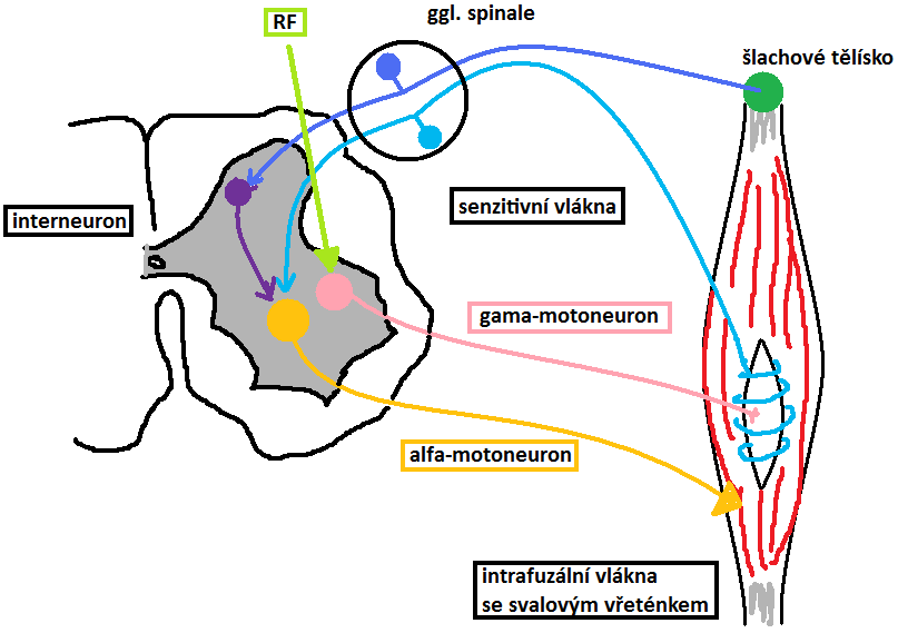 - protažení svalu může být výsledkem γ systému, úroveň dráždivosti sval. vřetének řízena napětím intrafuzálních sval. vřetének; γ motoneurony pod aktivačním vlivem sestup. facilitačního sys.