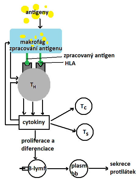 - celý vývoj T-lymfocytů v thymu, dělení, zrání, diferenciace pod vlivem thymických hormonů a cytokinů - také vznikají paměťové buňky 39 Cytotoxické T-lymfocyty - nesou CD8, efektorové buňky,