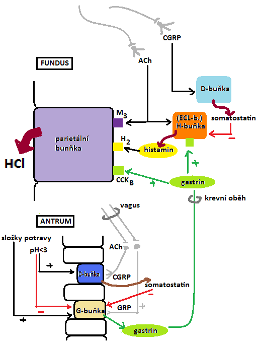 96. TVORBA A VÝZNAM HCl - řízení vnitřní a vnější regulační faktory: centrální i periferní kontrolní mechanismy se na všech úrovních integrují - sekrece HCl aktivována 3 způsoby: o nervově o