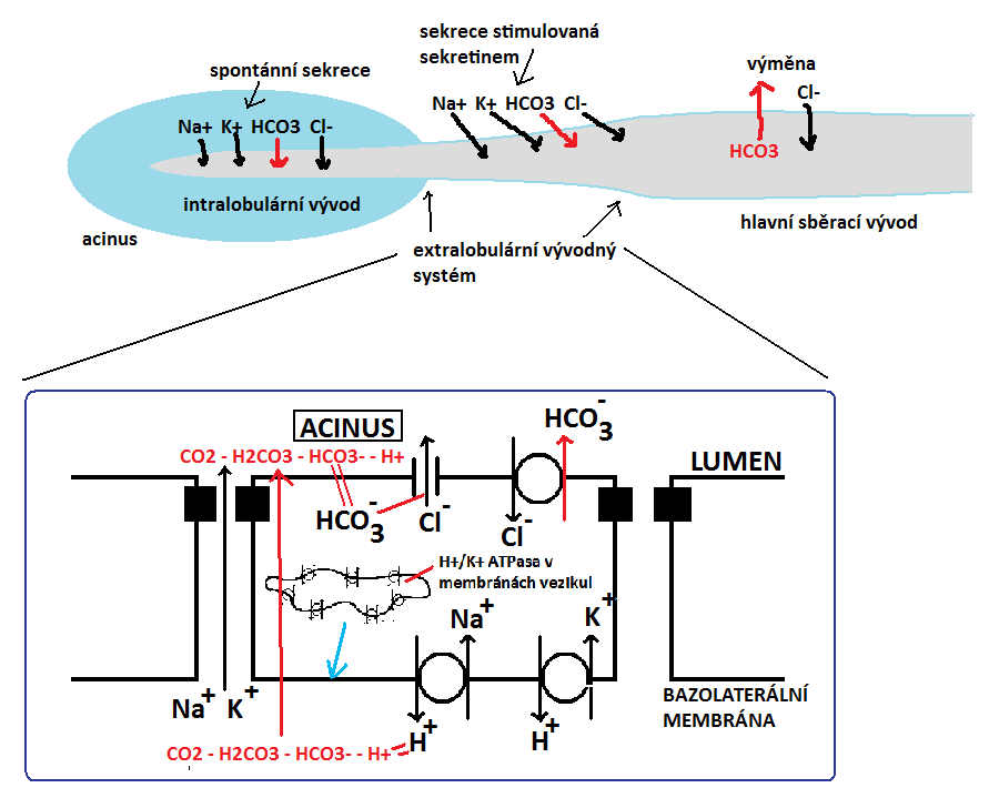 84 hormonem nebo transmiterem otevření sekrece střevní šťávy zahajována otevřením chloridové brány na luminální membráně - sekreci tlumí kortikosteroidy, noradrenalin, somatostatin, enkefalin,