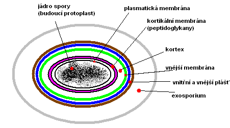 tyčinky - mnhé bakterie tzv. plemrfní = mhu se vyskytvat v různých tvarech, závislé na kultivačních pdmínkách, př. Haemphilus influenzae 3.