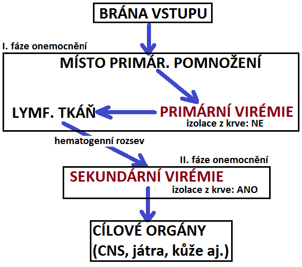 - bratlvci si během kexistence s patgeny vytvřili účinný systém jejich rzpznávání a eliminace, mikrrganismy se rychle replikují a adaptují získanými vlastnstmi (virulencí) se jim daří bcházet branný