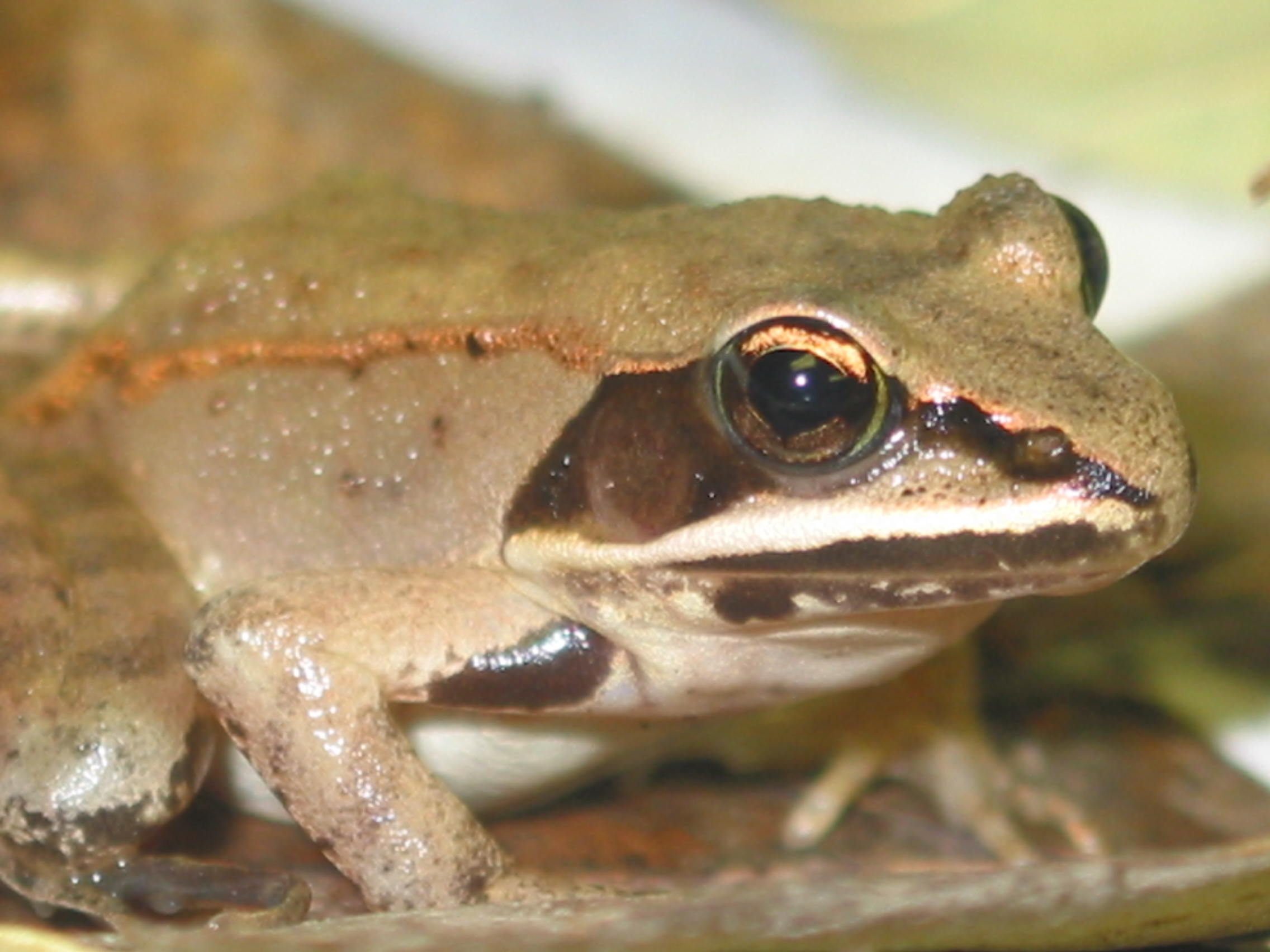 950 druhů ryb veslonos americký Polyodon spathula Kostlínovití (Lepisosteidae) 6 ze 7 druhů v Neakrtické 1 endemický řád Kaprouni (1 druh) 1 endemická čeleď Okounkovití (32 druhů) kaproun obecný Amia