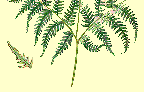 HASIVKA ORLIČÍ Obr.23 Má až 200 cm vysoký kožovitý list s řapíkem dlouhým až 100 cm a tlustým 1 cm, který přes zimu zaniká.