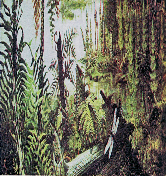 Tvorba uhlí Stromovité kapradiny, přesličky a plavuně vytvářely pralesy. V močálech se pak ukládaly odumřelé zbytky těchto stromů.