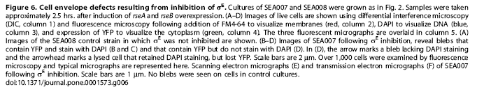 Defekty buněčných obalů Kultury SEA007 SEA008 byly obdobně kultivovány. Vzorky se odebíraly po 2.5 h po indukci overexprese rsea a rseb ( A D).
