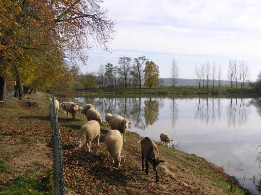 POMOC Týn nad Vltavou Jiří Netík, předseda sdružení E-mail: jiri.netik@farma410.cz, tel: +420 777 709 101 www.pomoc-tyn.