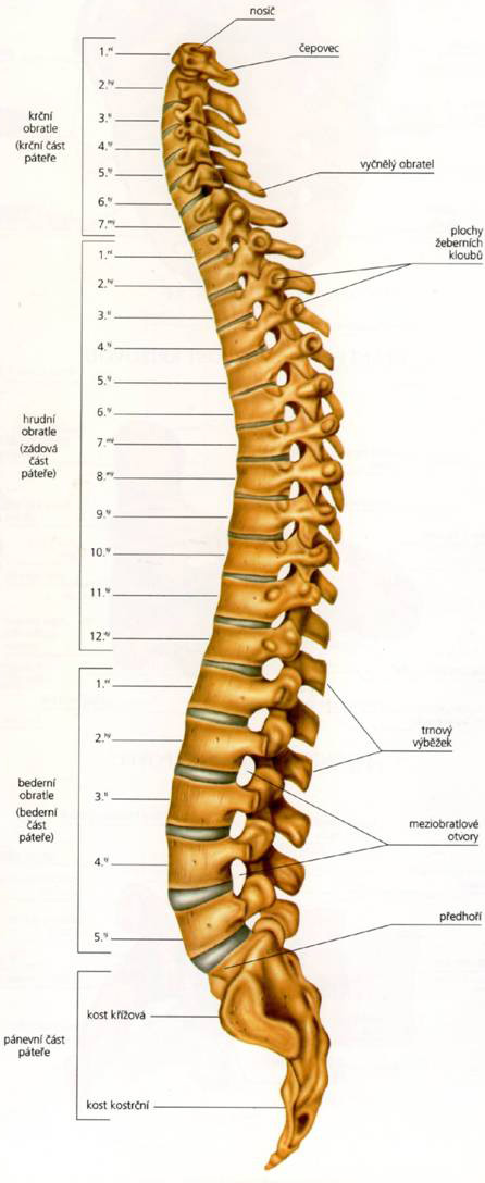 TEORETICKÁ ČÁST 1 ANATOMIE 1.