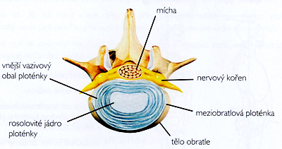 a) synchrondoses columnae vertebralis - chrupavčitá spojení páteře mezi obratli, které mezi sousedními presakrálními obratli tvoří symphysis intervertebralis obsahující chrupavčitou ploténku - discus