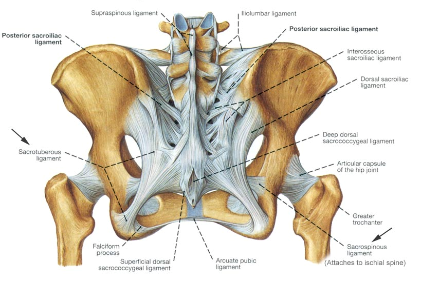 Articulatio sacroiliaca, kloub křížokyčelní, SI skloubení Styčné plochy kloubu jsou facies auricularis ossis sacri et ilii.