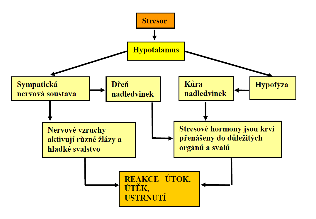 4.1.2 Fyziologické reakce na stres 49 Útok nebo útěk Reakce útok nebo útěk je charakteristická tím, že se tělo začne automaticky připravovat na zvládnutí naléhavé situace. Např.