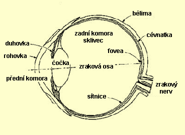 Klient se zbytky zraku (částečně vidící) stojí na hranici mezi nevidomým a slabozrakým klientem (Požár, 1996).