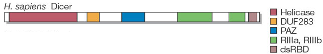 Obr 2: Schéma domény multienzymového enzymu Dicer u H. sapiens (zleva): Největší helikázová doména je následována doménou DUF283 s neobjasněnou funkcí.