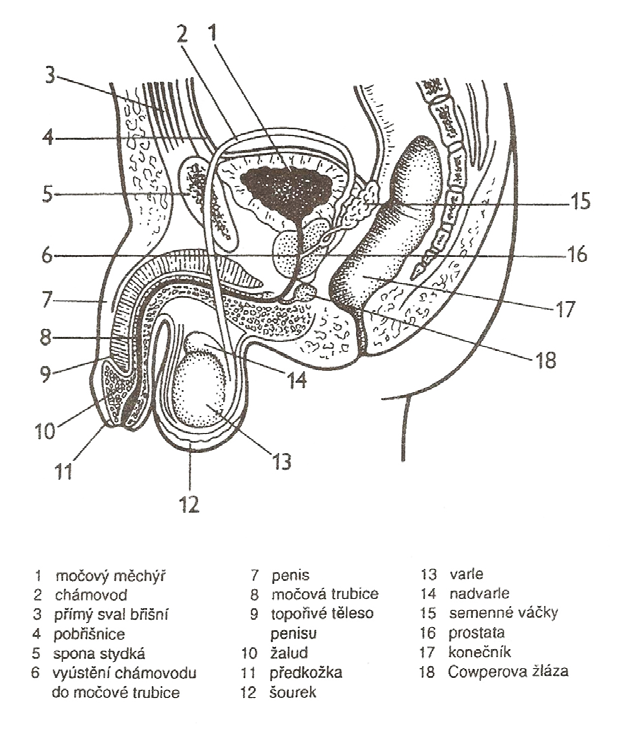 Obr. 9 Pohlavní ústrojí muže. (Machová, Marádová, Klementa, 1990, s. 16) VNITŘNÍ POHLAVNÍ ORGÁNY MUŽE Varlata (testes) Párová mužská pohlavní žláza uložená mimo dutinu břišní v šourku.