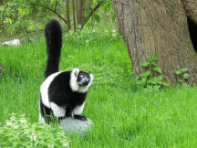 Několik let již naše škola sponzoruje v ostravské ZOO podivné zvířátko. Jedná se o lemura vari černobílého. Tento rok jsme lemurovi přispěli částkou 3.000 Kč. Kde jsme je získali?