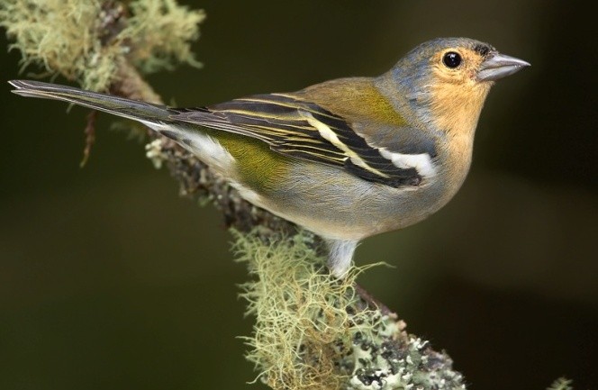 Zpěvní ptáci - Řada druhů je hmyzoţravých, některé se ţiví semeny a mláďata krmí hmyzem.