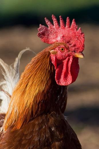 V některých státech se kohouti stále chovají kvůli kohoutím zápasům, existují i plemena okrasná (hedvábnička). Slepice je všežravec živí se rostlinou i živočišnou stravou.