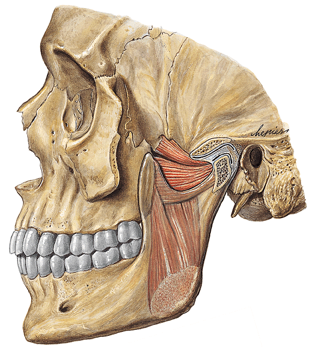 4. 1. 3. 1. SVALY ŢVÝKACÍ, ČELISTNÍ (MUSCULI MASTICATORII) Ţvýkací svaly, které pohybují dolní čelistí, přicházejí k ní od oblouku jařmového. Zevní sval ţvýkací (m.