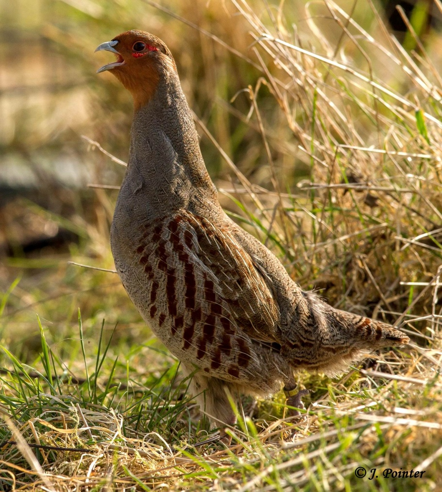 Metodika odchovu koroptve polní (Perdix perdix) s cílem odchovat jedince vhodné k vypouštění Cílem tohoto typu odchovu není odchovat maximální možné množství koroptví, ale odchovat maximálně vhodné