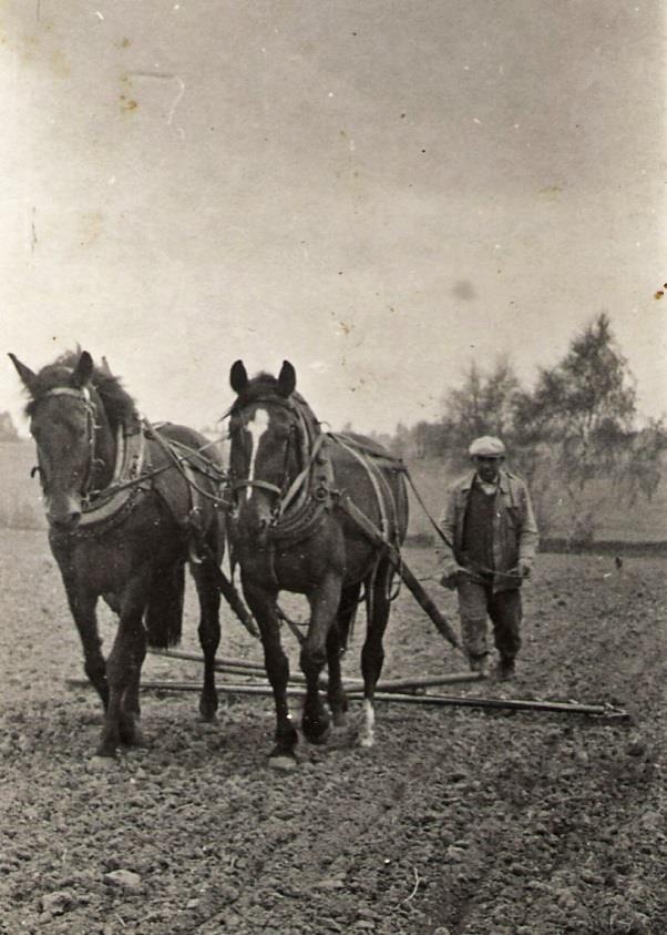 Život s koňmi Koně bývaly pro život rodiny na venkově velmi důležití. Vláčení na poli Zorka a Fuchsa Hříbě Můj děda Josef Sankot měl původně kobylu Mindu.