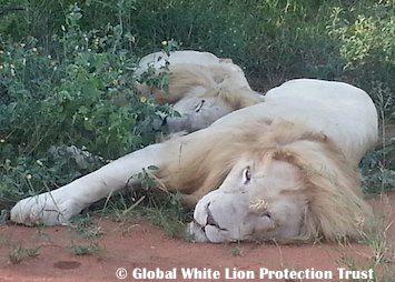 14. - 21. ledna 2016 7 denní Cesta s Posvátnými Bílými Lvy v africkém Tsau! Neděle 17.