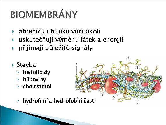 AKTIVNÍ TRANSPORT probíhá za spotřeby energie proti koncentračnímu spádu Makromolekuly a molekulární komplexy jsou přenášeny přes membrány cytózou pomocí váčků.