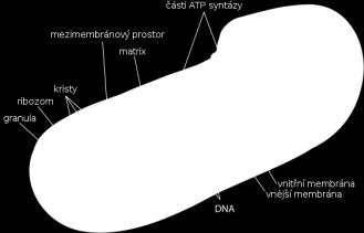 membránová organela semiautonomní organela (má vlastní DNA a