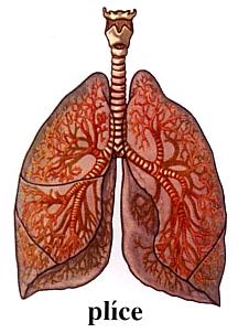 Dýchací ústrojí Dýcháme plícemi, které jsou uloženy v hrudníku. Při nadechnutí prochází vzduch nejprve dutinou nosní. Potom proudí hrtanem a průdušnicí do dvou průdušek.