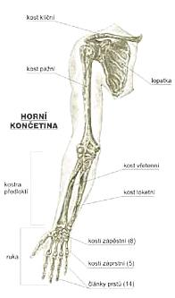 chrupavku 7 páru žeber Volná 11-12 pár = končí volně v dutině hrudní KOST HRUDNÍ + ŽEBRA + OBRATLE HRUDNÍ = HRUDNÍ THORAX Kostra horní končetiny lopatkový pletenec (lopatka a klíční kost)