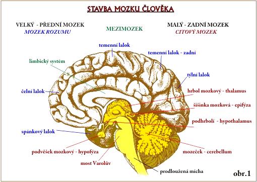 (bezcévnatá) omozečnice (bohatá cévami) prostor mezi pavučnicí a omozečnicí je vyplněn mozkomíšním mokem (chrání mozek a míchu před otřesy a nárazy) Stavba mozku: PRODLOUŽENÁ MÍCHA VAROLŮV MOST