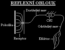 2) DOSTŘEDIVÝ NERV AFERENTNÍ = vede vzruch do CNS 3) CNS = zpracování informací 4) ODSTŘEDIVÝ NERV EFERENTNÍ = vede vzruch z CNS 5) EFEKTOR= výkonný orgán, odpověď na podráždění CENTRÁLNÍ NERVSTVO je