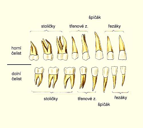 příjem potravy, promísení se slinami, mechanické a chemické zpracování Zuby řezáky, špičáky, třenové zuby, stoličky stavba korunka vyčnívá z dásně krček kořeny zasazeny v čelisti v zubních jamkách,