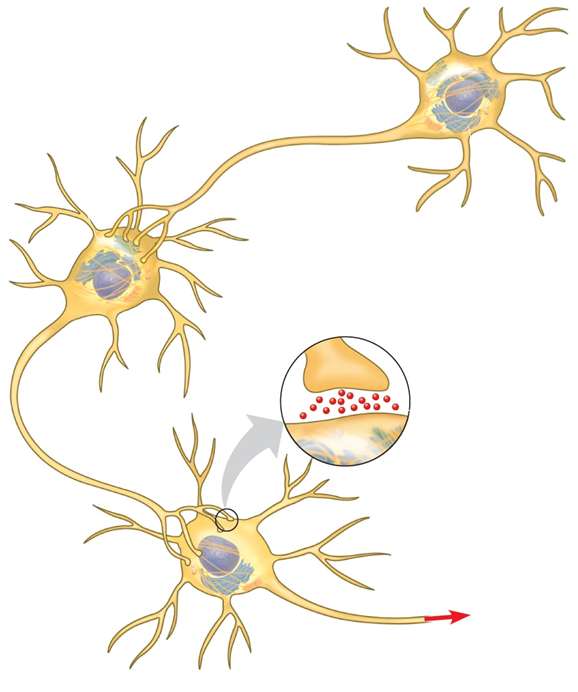 které působí touhu po droze Neuron dráhy odměny Opioidy snižují aktivitu