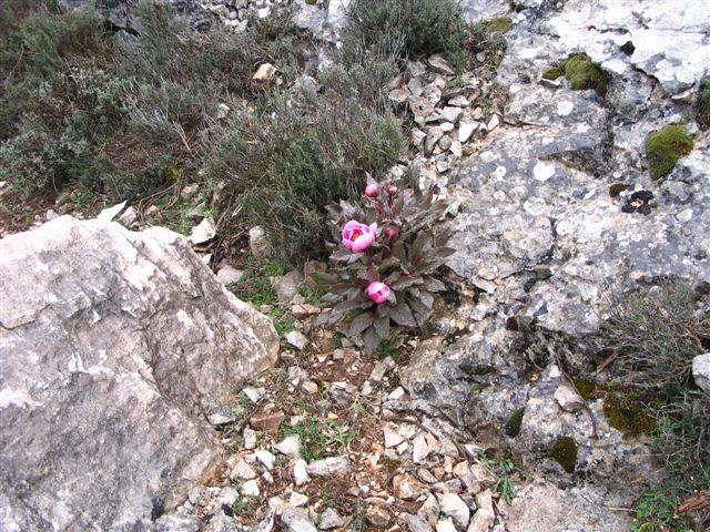 Giorgio ve výšce 1100 m natrhal horské květiny své ženě (peonie - pivoňky), což je symbol Sardinie. Žasnu nad nádhernou divočinou s překrásnými skalami.
