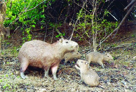 Kapybara Kapybara (Hydrochaeris hydrochaeris) Samice s mláďaty Pohlavní dimorfismus je u těchto hlodavců těžko rozpoznatelný, neboť pohlavní orgány a řitní otvory jsou překryty kožní řasou.