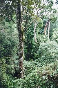 Tropické deštné lesy