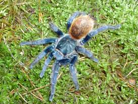 Samice překrásného druhu Chromatopelma cyanopubescens Genus (rod): Chilobrachys Karsch,1891 Rozšíření: Jižní Asie Velikost v těle: 5 7 cm Terárium: 30 x20 25x30 cm (VxŠxH),