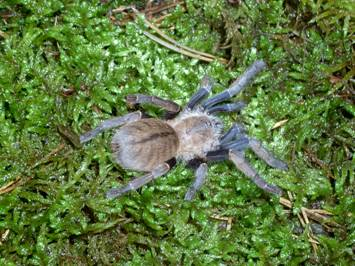 Haplopelma sp.