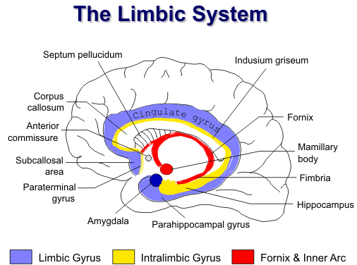 Limbický systém (Čihák, 2004) Ačkoliv limbická kůra nemá přímé vstupy drah ze smyslových orgánů, spoje kůry do thalamu a zpět, jakoţ i asociační funkce korových oblastí smyslového vnímání, současně